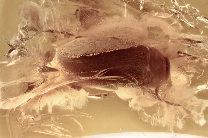 Detailed Fossil False Flower Beetle (Scraptiidae) in Baltic Amber #381274